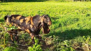 Козлики породы Камори (Каспер и Клипер)