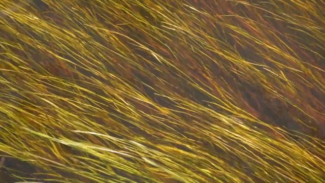 Полесский заповедник. Весна смотреть онлайн