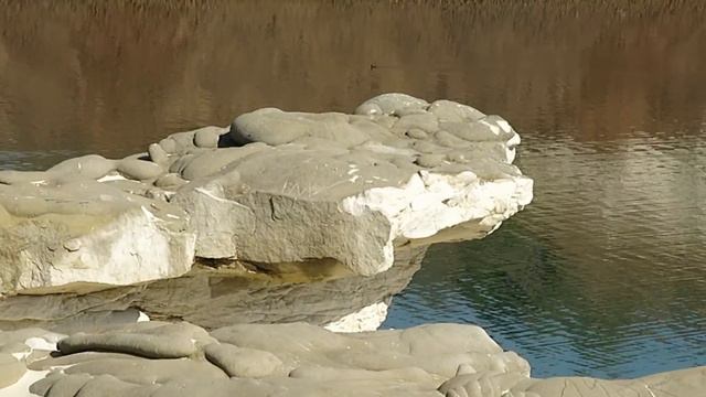 АПБТ BLOOD FIRE SHANNON SHANTEKLER "PIT MUST SURVIVE"(Бренда) 9 лет 5 мес. смотреть онлайн