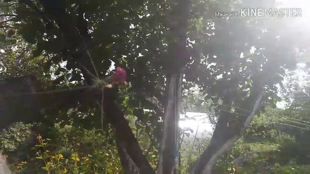 Любимое "Копылово,, Чайка 2 смотреть онлайн