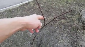 Обрезка однолетних саженцев сливы