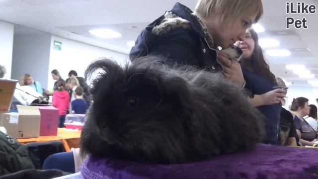 Морская свинка тексель на ilikepet. Особенности породы, уход смотреть онлайн