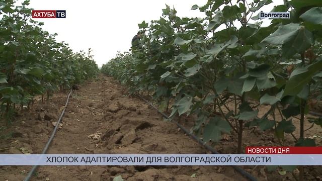 Волгоградские аграрии готовы выращивать в регионе собственный хлопок смотреть онлайн