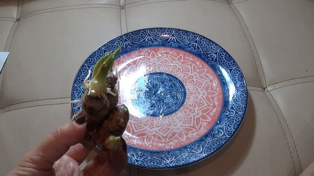 ИМБИРЬ (Zīngiber officināle, Ginger)проращивание, польза имбиря. смотреть онлайн
