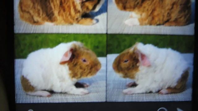 Каких НЕВЕСТ мы с Бонусом - Боней для него ВЫБРАЛИ 15.08.23 #американский_тедди #морскаясвинка смотреть онлайн