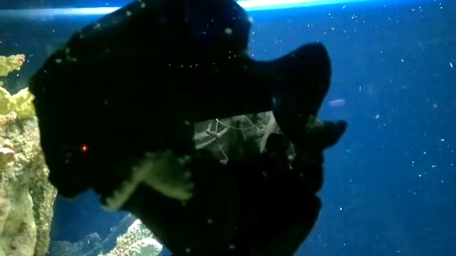 ДСПвидео - 03.02.12 Океанариум в РИО смотреть онлайн