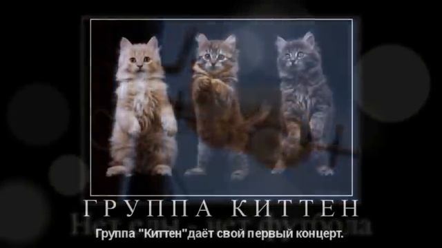 Веселые картинки. Коты приколы смешные. Кошки смешные моменты. смотреть онлайн