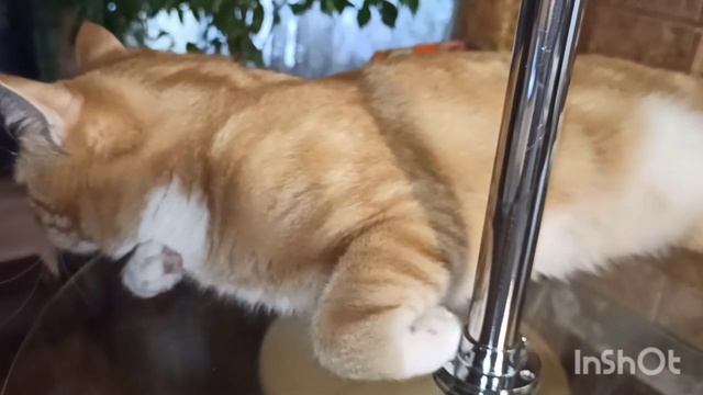 Сварила чудо варенье ? яблоки и ?морковь Раньше была 58 размера ? теперь 50 смотреть онлайн