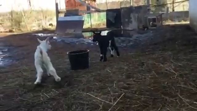 Козлята- попрыгунчики смотреть онлайн