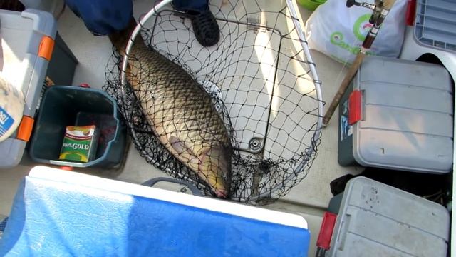 Амурский сазан на 15.6кг смотреть онлайн