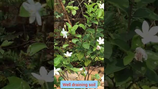 Wrightia antidysentrica Snowflake Arctic Snow Srilankan Tagar beautiful White flowers patio plant смотреть онлайн