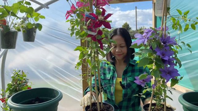 Planting Beautiful CLEMATIS and DIPLADENIA!! смотреть онлайн