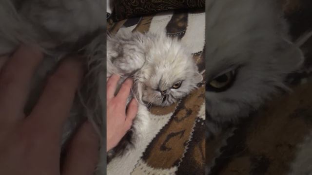 Шотландская вислоухая highland fold кошка валяется на диване смотреть онлайн