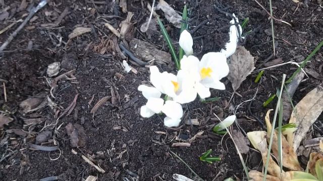 Весенние крокусы цветут на севере Нижегородской области Spring Crocuses Bloom Nizhny Novgorod Regio