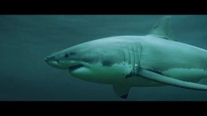 📽️УЖАСЫ ПРО АКУЛ! ПОСЛЕ ЭТОГО ФИЛЬМА ВЫ НЕ ЗАЙДЁТЕ В МОРЕ! Сезон акул. Лучшие кино