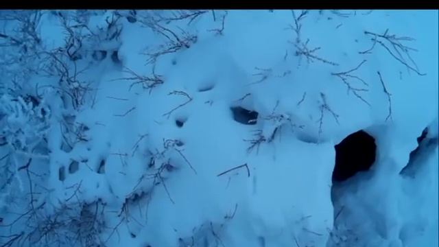 Нора работает по лисе в расщелине смотреть онлайн