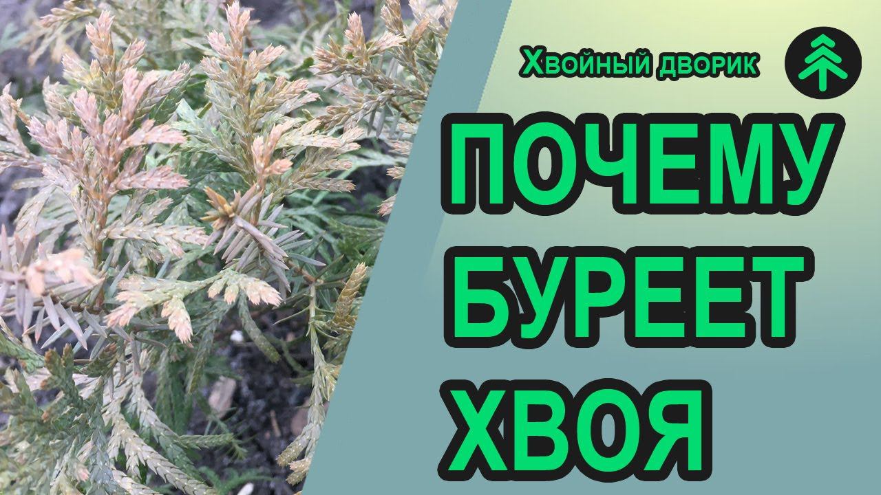 Почему буреет хвоя у туи в осенне-зимний период и стоит ли этого бояться. смотреть онлайн