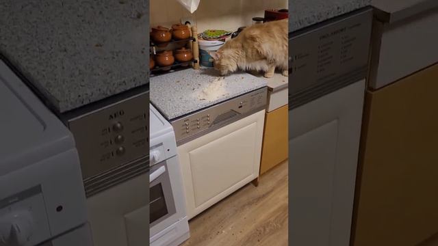 Ни дня без контента#2024 #мэйнкун #котики #умныйкот #едадлякота #ржака #смех #спб смотреть онлайн