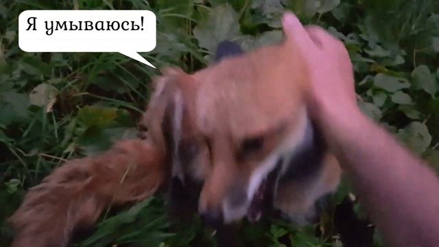 ЛИ СЯО. Алиса - Лиса. Смешные и забавные моменты. Лиса на солнышке и неправильное утро. Выпуск 20. смотреть онлайн