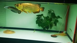 Золотая Арована с змееголовом