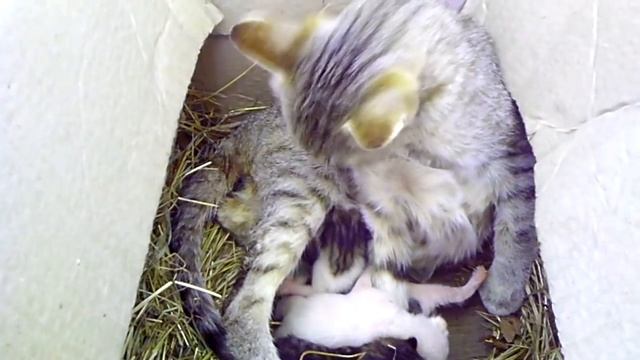 Сегодня кошка родила троих котят) смотреть онлайн