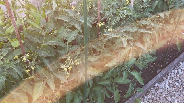 ТОМАТЫ 100% ЗАВЯЖУТ, ЕСЛИ ВОВРЕМЯ ПОДКОРМИТЬ ЭТИМ КОКТЕЙЛЕМ! смотреть онлайн