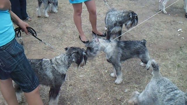 Выставка CACIB 2012 Владимир 7 июля смотреть онлайн