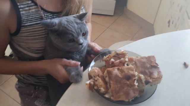 КОТ СИДИТ КАК ЧЕЛОВЕК ЗА СТОЛОМ смотреть онлайн