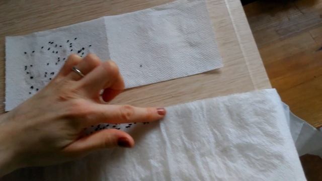Сеем лук в улитку. Лук на зелень. смотреть онлайн