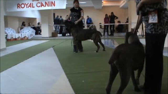 09.02.2013 Волгоград. кане корсо. Куколева