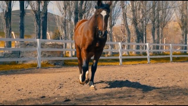 Как говорят животные (часть первая) смотреть онлайн