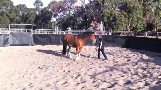 Preparing Shire Horses For The First Ride