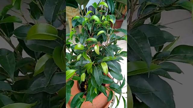 Фикус Бенджамина Кинки смотреть онлайн