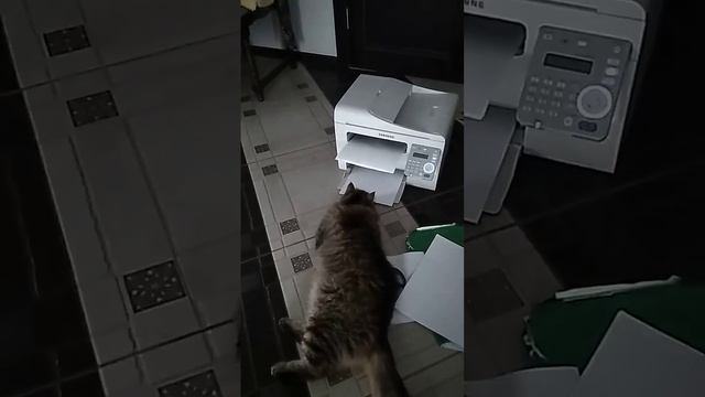 Всё сам, всё сам... Зачем надо было хозяев заводить? смотреть онлайн