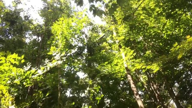 #74 Firewood action continues! LS tractor pulls out a hung up ash tree! смотреть онлайн