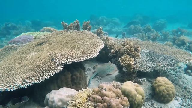 Life on the Coral Reef | The Most Beautiful Coral Reef | Exploring the Corel Reef | Nature смотреть онлайн
