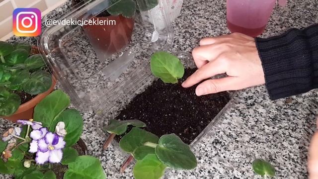 Menekşe çiçeği 'ni yapraktan direk toprağa ekerek nasıl üretilir. #yapraktan#menekşe#çoğaltım смотреть онлайн