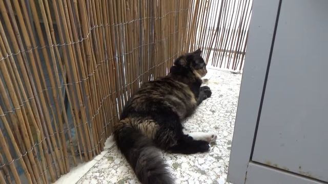 Sony HDR CX405 Test Footage (outdoors) 1080p50 смотреть онлайн