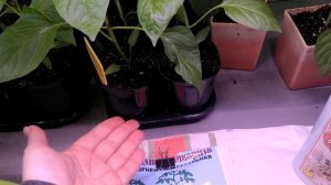 дружат ли микориза и наши подкормки, а также химические фунгициды, как поступить?