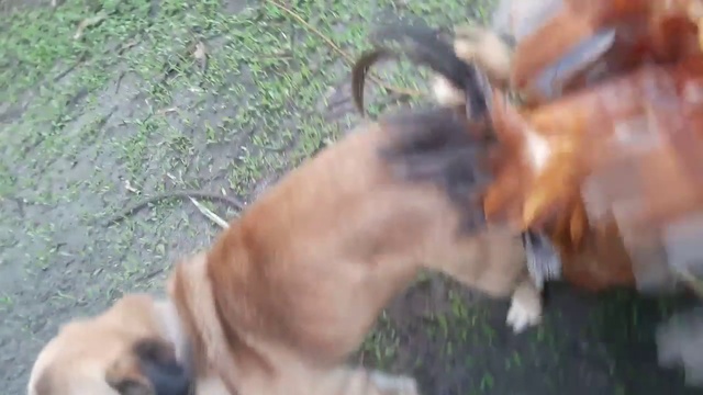 Тем временем, в НИИ цитологии и генетики ... смотреть онлайн