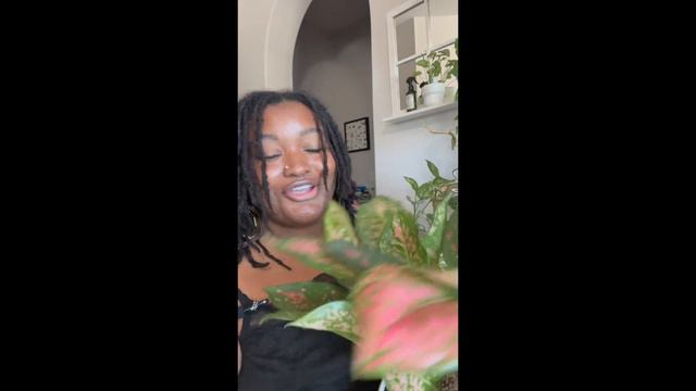 Aglaonema Care Guide смотреть онлайн