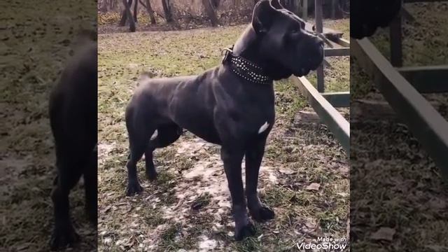 Funny dogs) смешные собаки смотреть онлайн