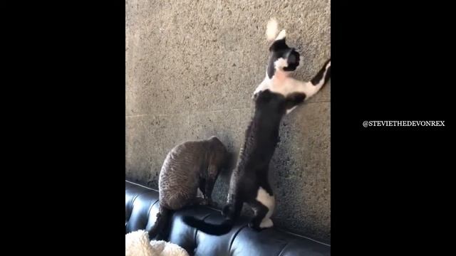 DEVON REX CAT BREED 2021 смотреть онлайн