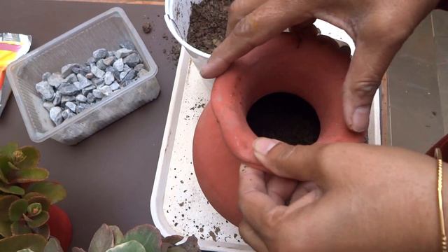 2 types of Kalanchoe plants- Variegated & Non Variegated// Planted in an artistic pot смотреть онлайн