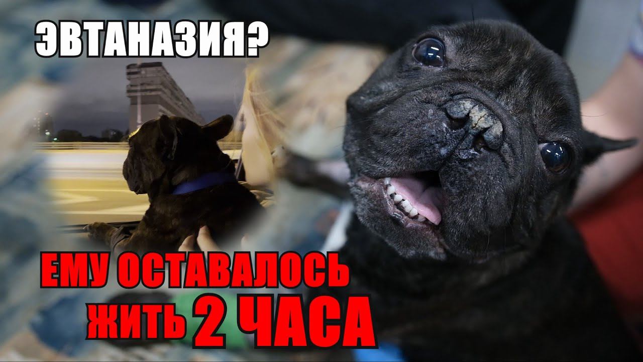 Бульдога Тимона ждёт эвтаназия... смотреть онлайн