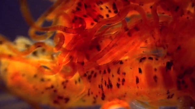 Червь семейства цирратулид (Cirratulidae) смотреть онлайн