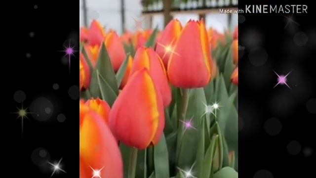 С 8 МАРТА! ОЧЕНЬ КРАСИВОЕ ПОЗДРАВЛЕНИЕ С 8 МАРТА! 🌸8 МАРТА !🌼🌼🌼 смотреть онлайн