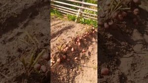 Шарвари Пирошка