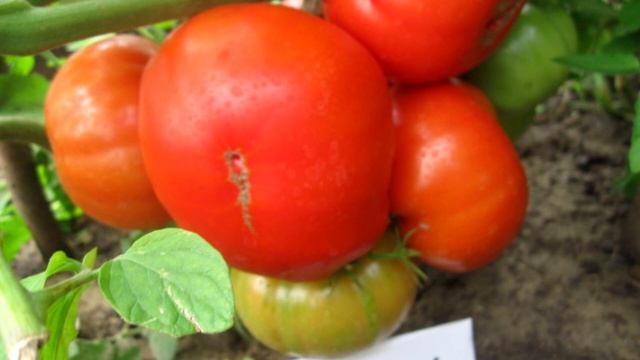 Новые сорта из серии Гном томатный в подарок на День Рождения ! смотреть онлайн