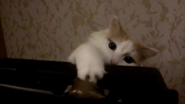 Хоть видит око, да зуб неймёт смотреть онлайн